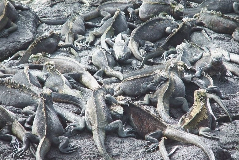 marine iguanas in the galapagos