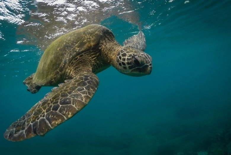 snorkeling with green sea turtle