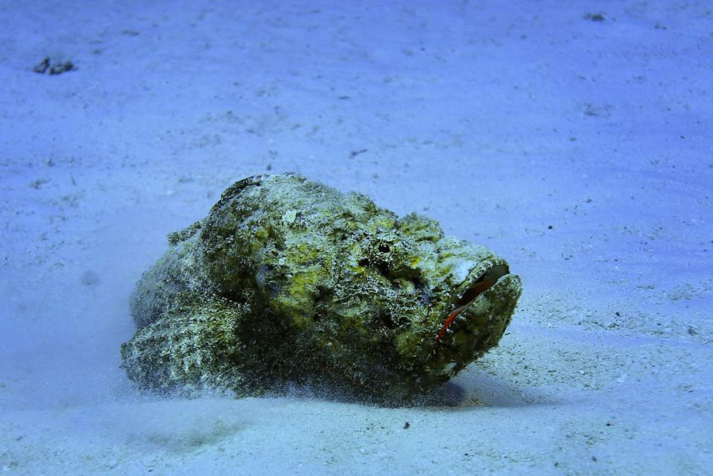dangerous fish